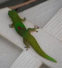 phelsuma laticauda laticauda