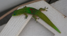 phelsuma laticauda laticauda