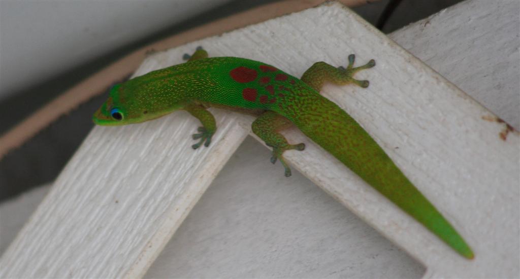 phelsuma laticauda laticauda