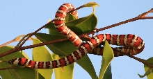 Lampropeltis zonata agalma