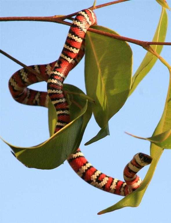 Lampropeltis zonata agalma