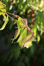 Baja mountain king nake