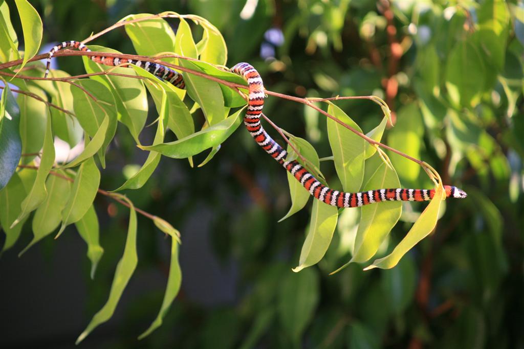 Baja mountain kingsnake