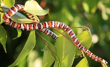 Lampropeltis zonata agalma