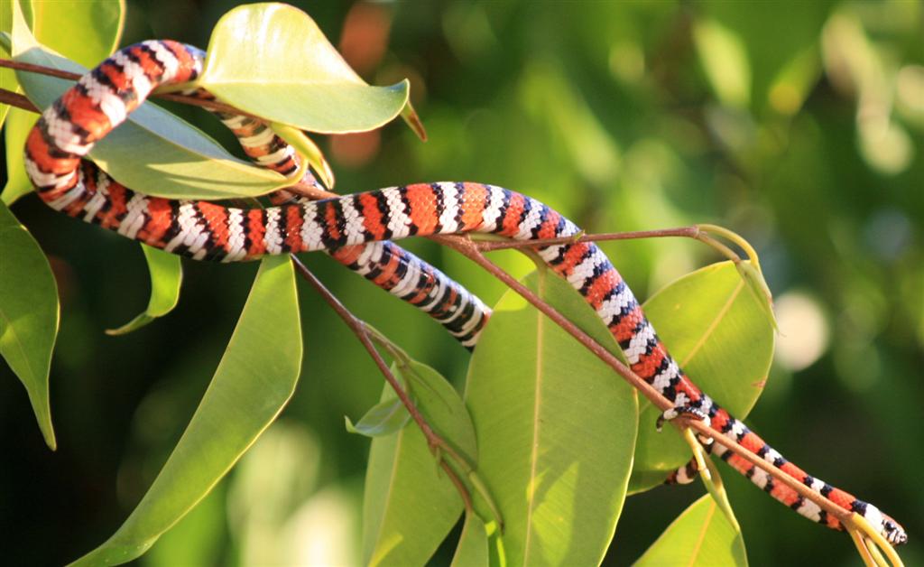 Lampropeltis zonata agalma