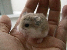 roborovski hamster