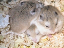 roborovski hamster