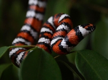 Lampropeltis zonata agalma (2006 male)