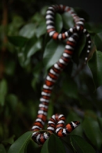 Lampropeltis zonata agalma (2006 male)