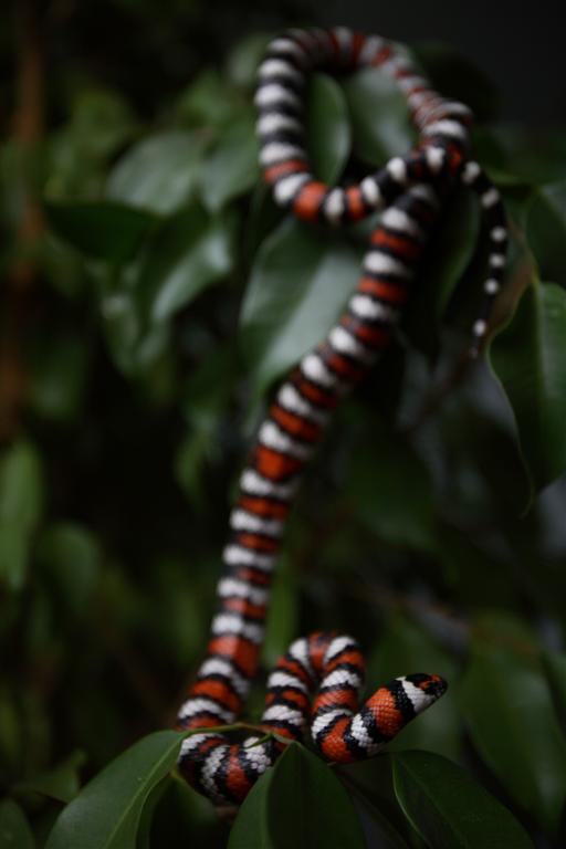 Lampropeltis zonata agalma (2006 male)