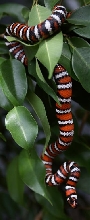 Lampropeltis zonata agalma (2006 female)