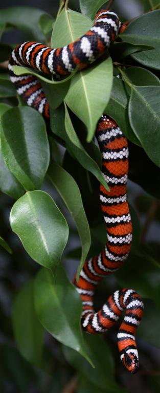 Lampropeltis zonata agalma (2006 female)
