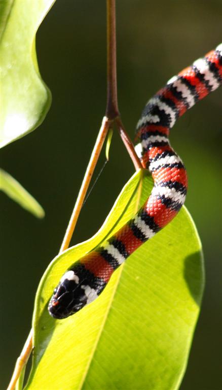 Lampropeltis zonata agalma
