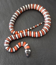 Lampropeltis zonata agalma