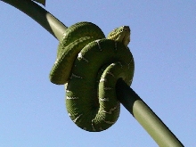 corallus caninus