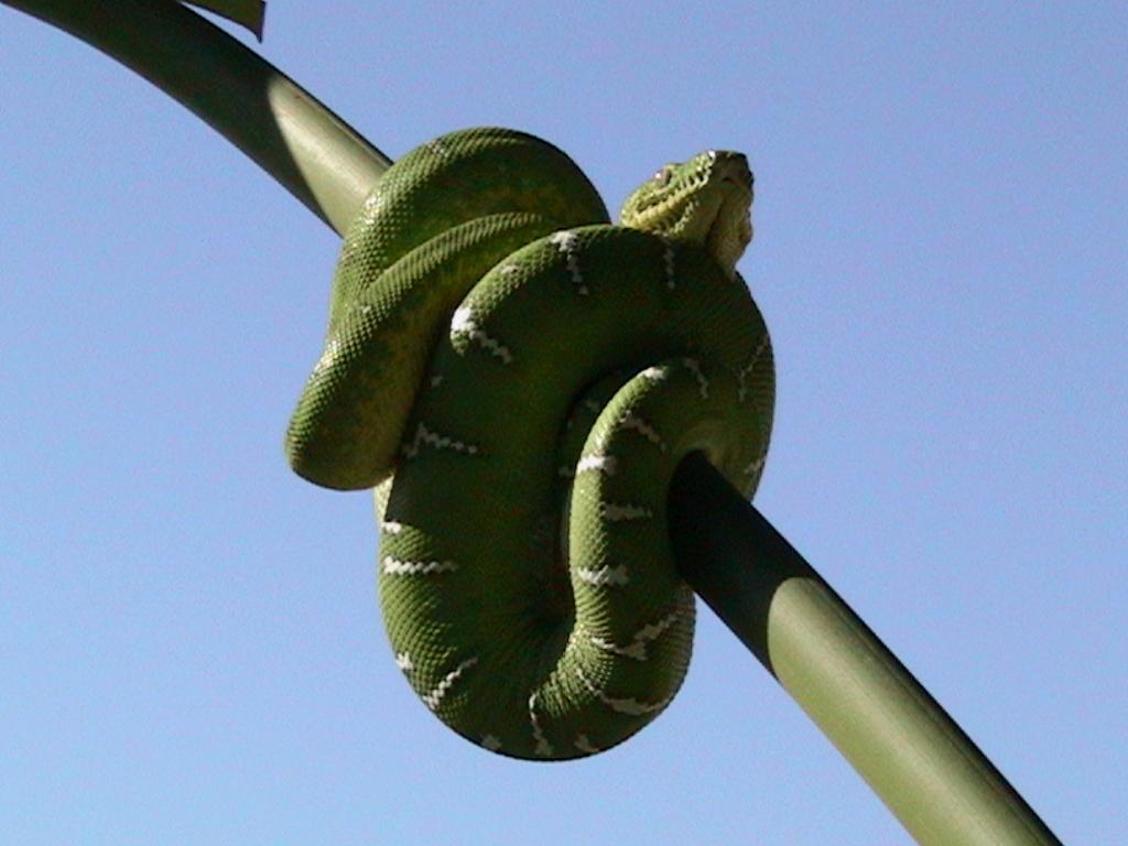 corallus caninus