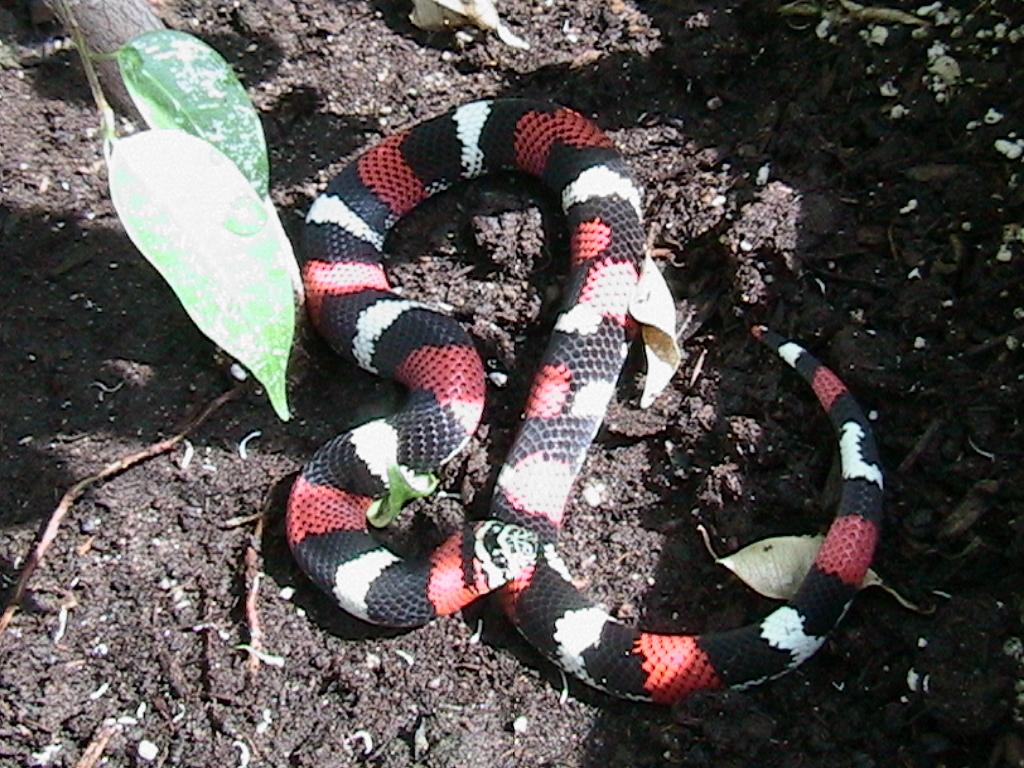 lystrophis pulcher