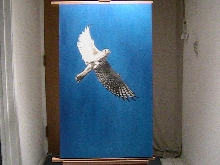 female american kestral