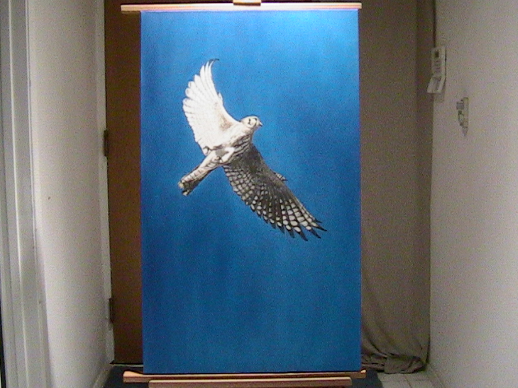 female american kestral