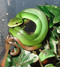 red tailed green ratsnake