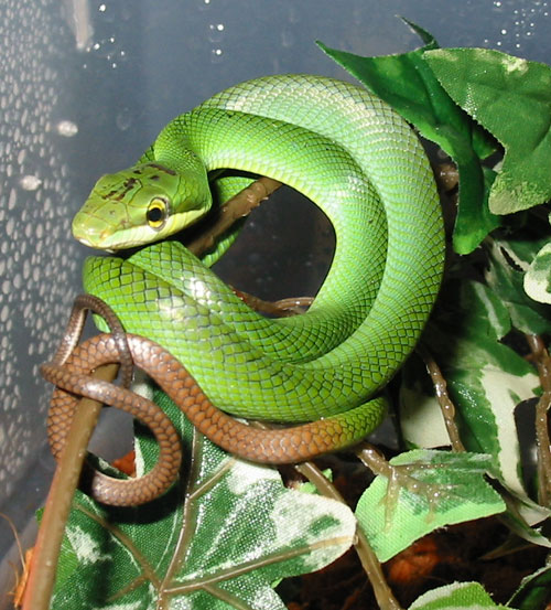 red tailed green ratsnake