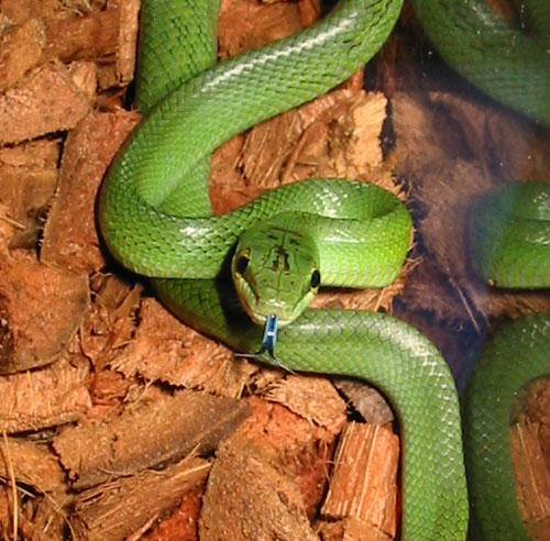 red tailed green ratsnake 2