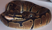 Amber