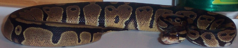 Brownie