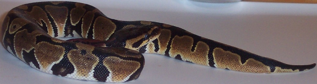 Goldie