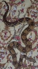 Killian