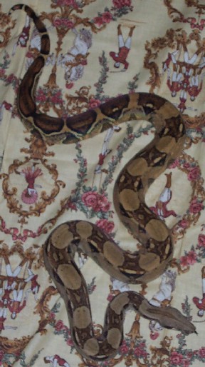 Killian