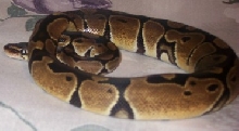 Leena