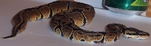 Maleah