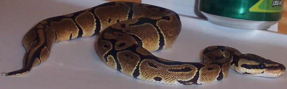 Maleah