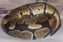 Mariah