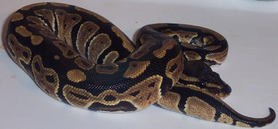 Ms. Hiss