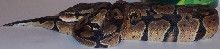 Speckles