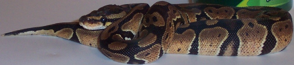 Speckles