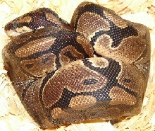 Tia