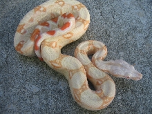 05 Male Albino $1250