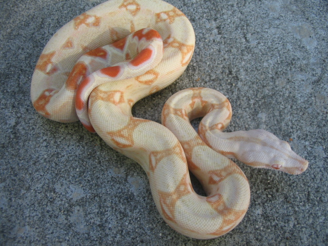 05 Male Albino $1250
