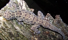 H. maculatus