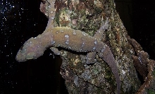 H. prashadi