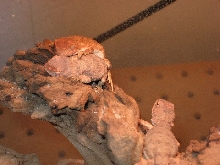 Tympanocryptis tetraporophora 2
