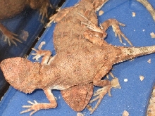 Tympanocryptis tetraporophora
