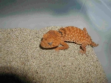 Nephrurus Amyae