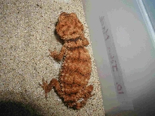 Nephrurus amyae 3