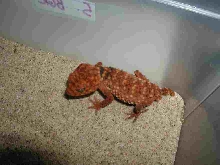 Nephrurus amyae 2