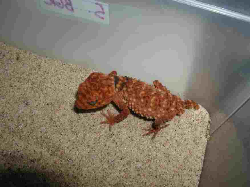 Nephrurus amyae 2