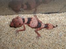 Male Nephrurus wheeleri